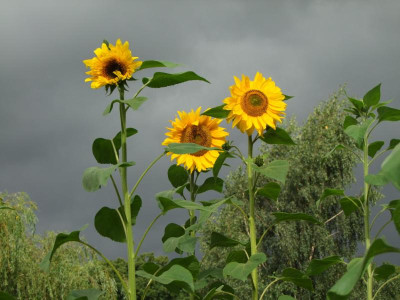 wollen Sonne.jpg