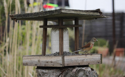 Vogel_am_Futterhaus.jpg