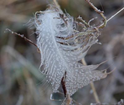 Federschmuck-01-2007.jpg