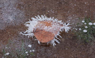 Blatteis-01-2007.jpg