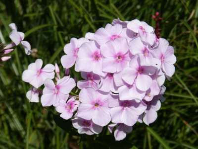 2017-08-14 Phlox 1.jpg