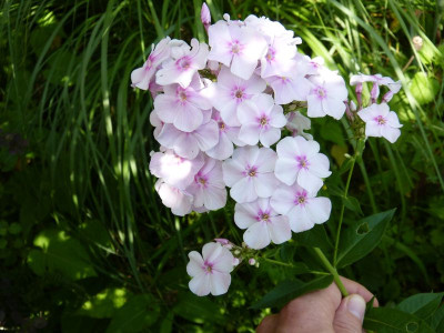 2017-08-14 Phlox 2.jpg