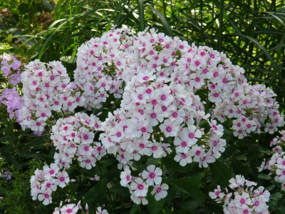 2017-08-14 Phlox 'Kirmesländler'.jpg