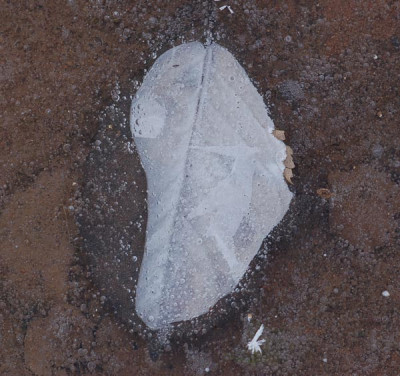 Blatt-unter-Eis-01-2007.jpg