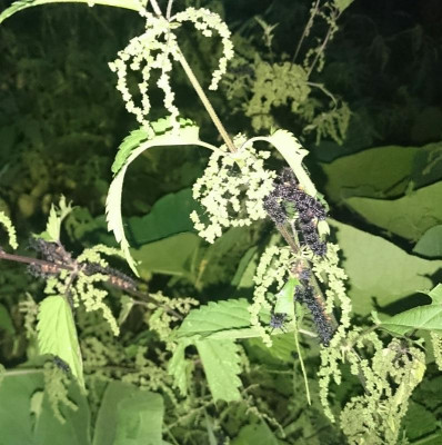 _20170814_205823.JPG