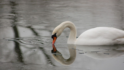 Spiegelschwan-01-2007.jpg