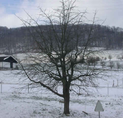 DSCN1008_Kirschbaum_.jpg