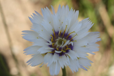 Catananche_Bildgröße ändern.JPG