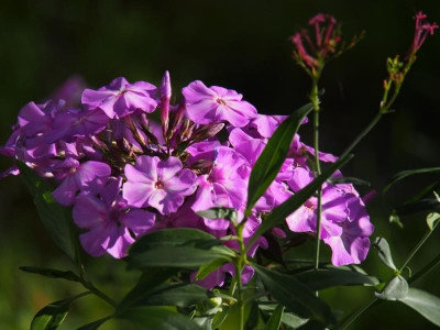 Phlox BlueParadise1_2017.jpg