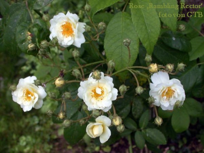 Rambling_Rector_2002.jpg