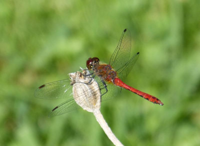 2017-08-15 Blutrote Heidelibelle.jpg