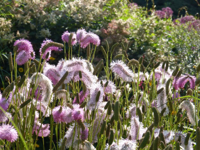 2017-08-15 Sanguisorba 'Pink Brushes'.jpg