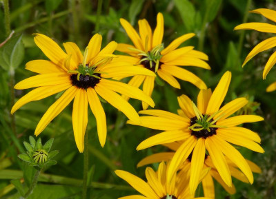2017-08-14 Rudbeckia var. deamii.jpg