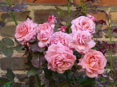 2017-08-15 Rosen 'Wiesenburger Parkprinzesschen'.jpg