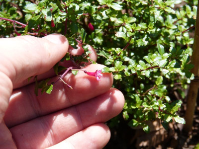 2017-08-15 Fuchsia microphylla.jpg