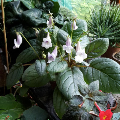 Sinningia eumorpha 'Telemaco Borba'.jpg