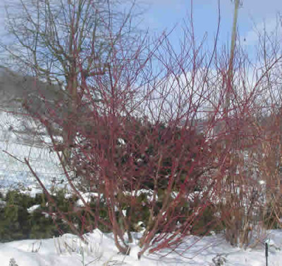 DSCN0992_Rot_in_Weiss_und_Blau_.jpg