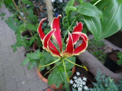 Gloriosa.JPG