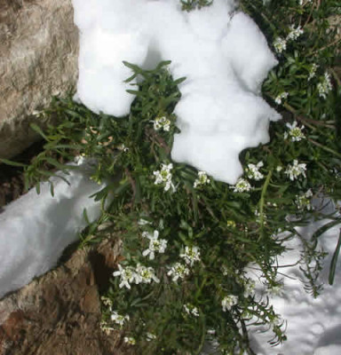 DSCN0990_Weiss_in_Weiss_.jpg