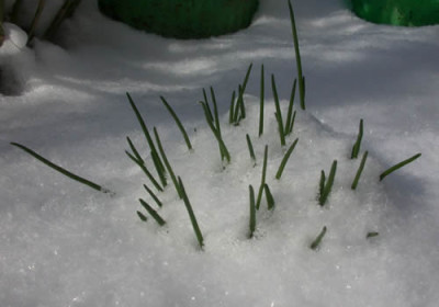 DSCN0988_Igel_unter_dem_Schnee_.jpg