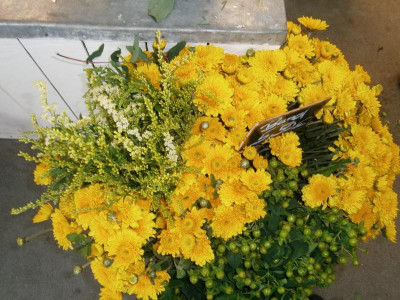 solidago estelle 001.JPG