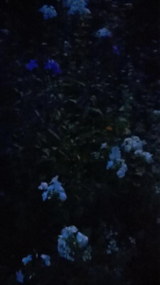 WP_20170816_005.jpg