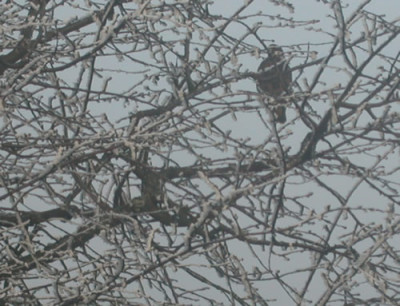 DSCN23037_Vogel_im_Geaest_.jpg
