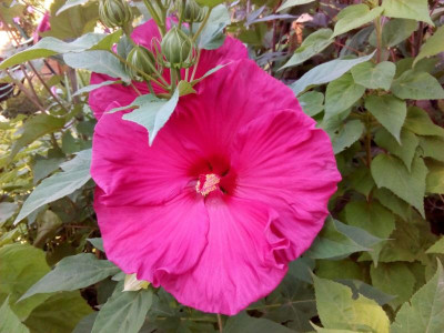 IMG-20170815-WA0000.jpg