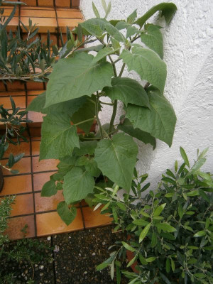 Physalis 002.JPG