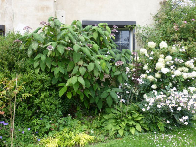 2017-08-17 Hydrangea aspera macrophylla.jpg