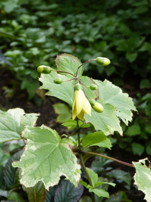2017-08-17 Kirengoshema palmata 'Variegata'.jpg