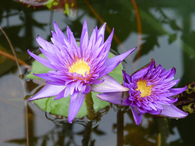 2017-08-17 Nymphaea 'Tanzanite' 1.jpg