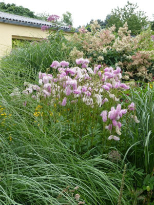 2017-08-17 Sanguisorba 'Pink Brushes'.jpg