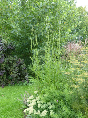 2017-08-17 Sanguisorba 'Korean Snow'.jpg