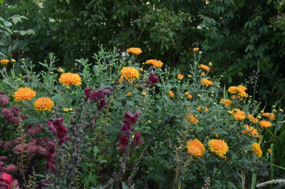 Chrysanthemum-DixterOrange.17-2.jpg