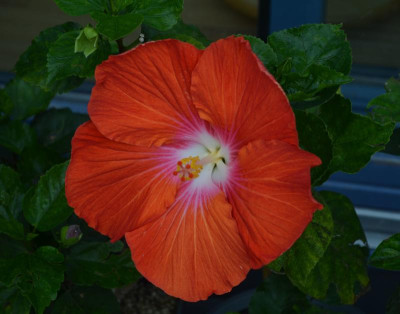 Hibiskus-Saffron.17-1.jpg