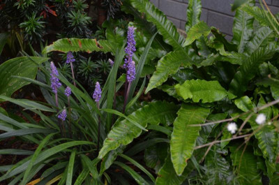 Liriope_muscari-Moneymaker.17-1.jpg