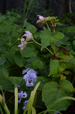 Begonia_grandis.17-1.jpg