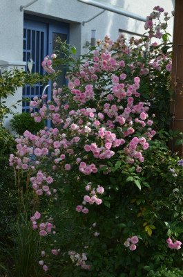 Rose-MozartsLady.17-3.jpg