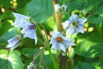 Herrmanns_Blaue_01_-1.jpg