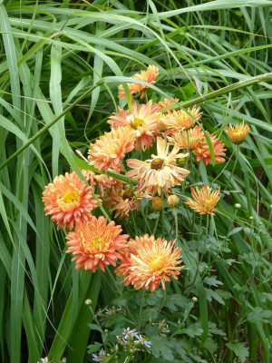 2017-08-17 Chrysanthemum 'Rotfuchs'.jpg