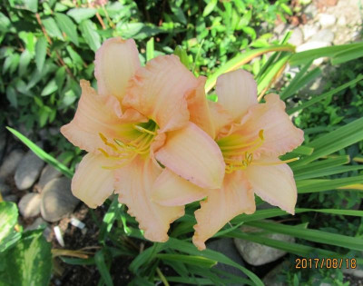 IMG_6051 small.jpg