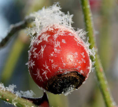 Schneekristalle-3.jpg