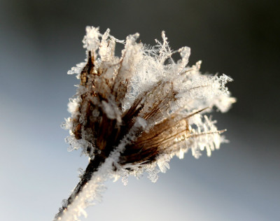 Schneekristall-2.jpg