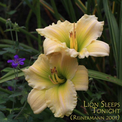 GidW - LION SLEEPS TONIGHTmT.jpg