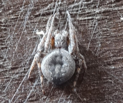 spinne2.jpg