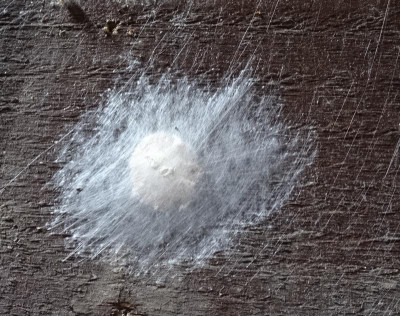 spinne1.jpg