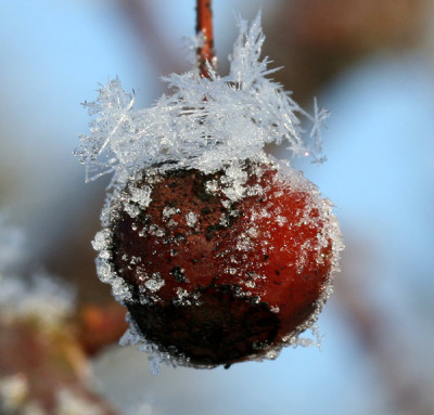 Schneekristall-6.jpg