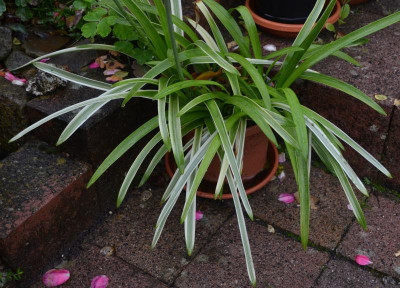 Agapanthus-SilverMoon.17-1.jpg