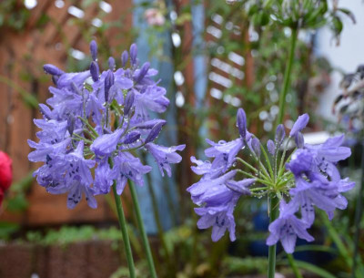 Agapanthus-SilverMoon.17-2.jpg